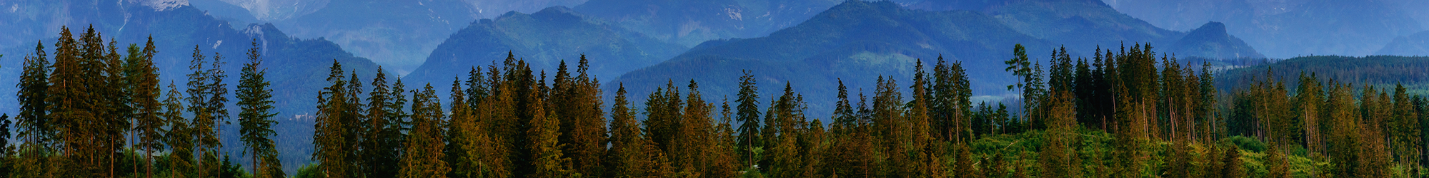 Forest panorama wiuth mountains in distance