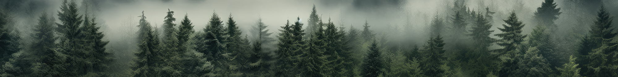 Misty forest panorama